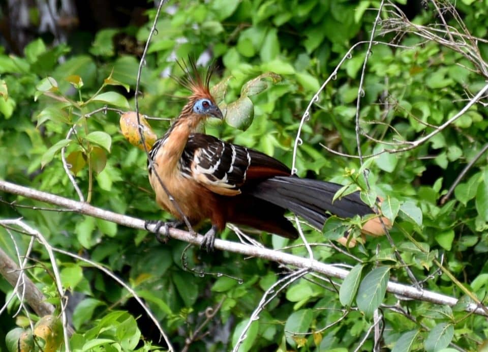 Tambopata